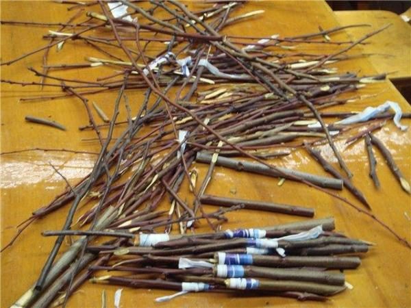  Avant de procéder au greffage, il est recommandé d’envelopper les boutures dans de la jute humide et du papier d'aluminium.