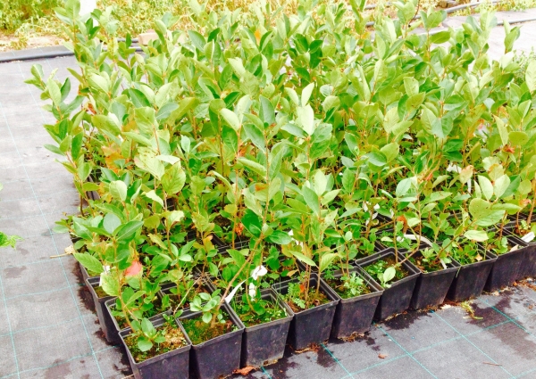 Pour la plantation, vous devez acheter à la pépinière un jeune arbre d'un ou deux ans