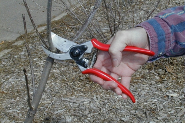 Les jeunes plants de pruniers doivent être coupés après la plantation et la deuxième année: les plus développés sont choisis parmi les excroissances latérales et raccourcis de 25 à 30 cm du tronc.