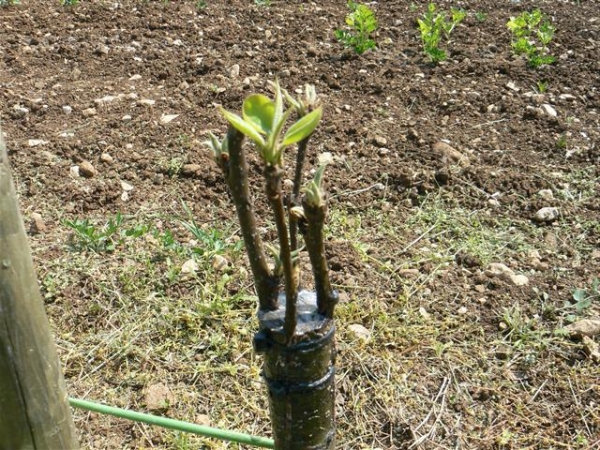 Le stock de prunes peut être constitué de prunes de cerise, de prunelles et de tornosliv, de prunes du Canada et d’Ussuri