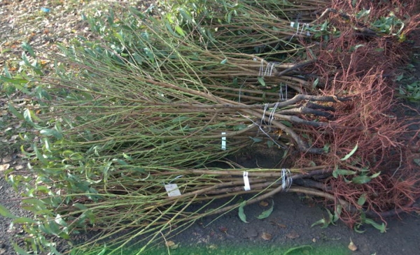 Pour planter des cerises, il est recommandé d’acheter un plant déjà cultivé dans une pépinière.