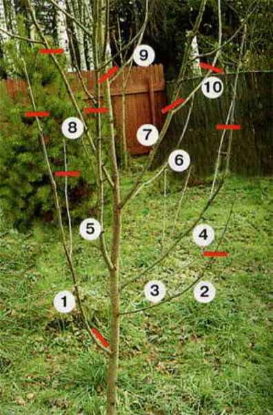 Το σχέδιο που κόβει την τέφρα βουνών