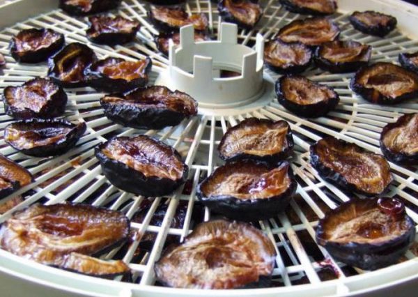 Séchage de prunes dans un séchoir électrique