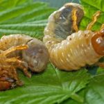 Ларвите на маймуна