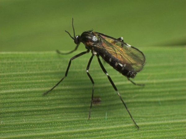 Ahududu gallitsa (ahududu sivrisinek) vuruyor