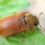 Малина бръмбар