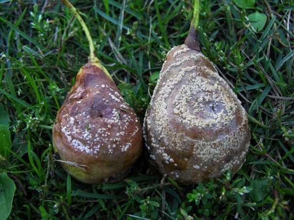 Pear fruit rot or manilioz