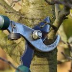 Cropping for crown formation