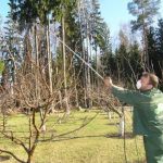Spraying bordeaux liquid