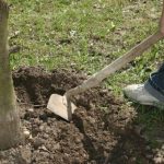 Loosening the soil under a tree