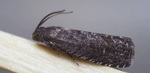 Pudding de fruits aux prunes