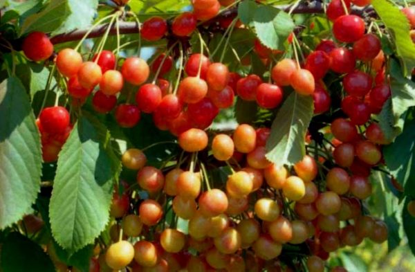 Grappes mûres de cerises Fatezh prêtes à être récoltées