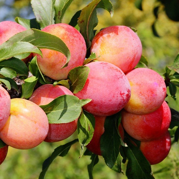 Altai jubilee δαμάσκηνο