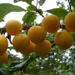 Cerise prune