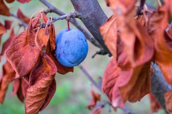 Soins appropriés des prunes à l'automne: mesures nécessaires