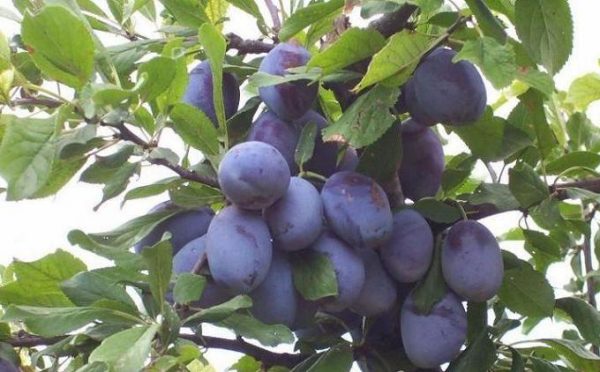 Prunier Belorusskaya Hongrois