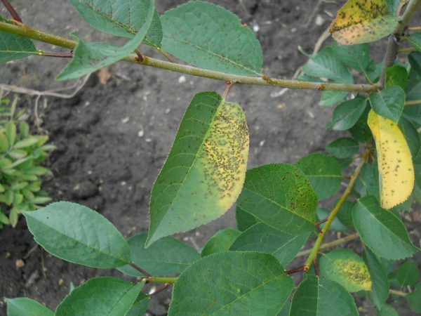 Kokkomikoza sur prune