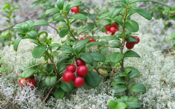 Καρελιακά βατόμουρα