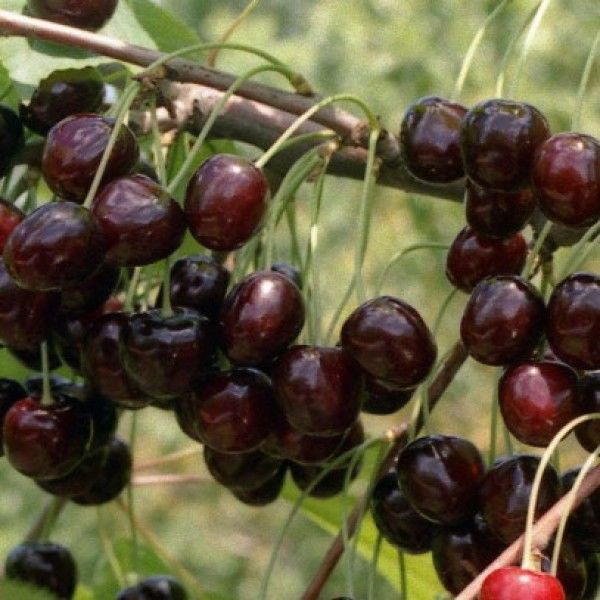 Cerise douce Leningrad noire