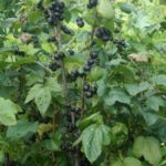 Черно касис храст