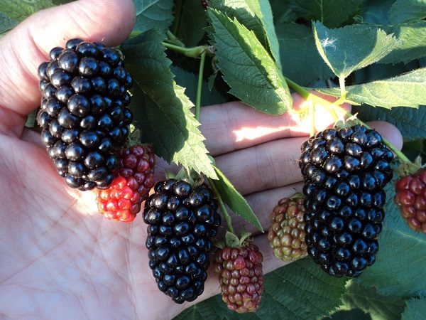 Natchez Blackberry Fruits