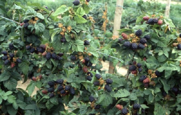 Ripe Blackberries Tornfrey готов за прибиране на реколтата