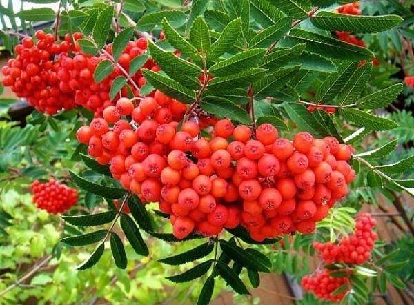 Μπουκέτο κόκκινου rowan