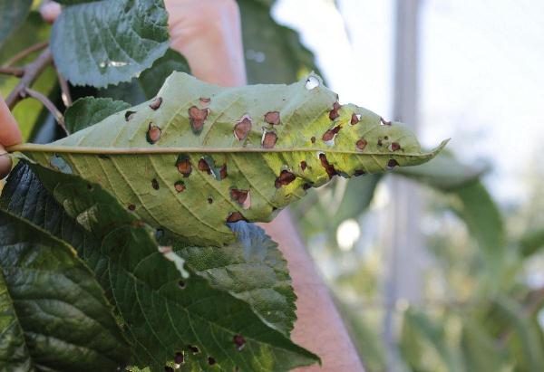 Clyastérosporiose des cerises Valery Chkalov