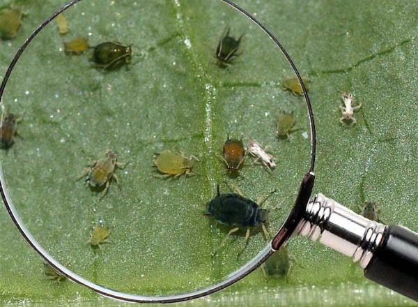 puceron sur les arbres fruitiers
