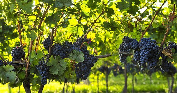 Гроздоводородно растение