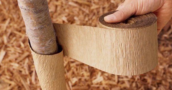 Préparer les cerises pour l'hiver