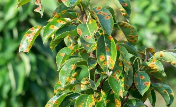 Signs of rust on pear leaves