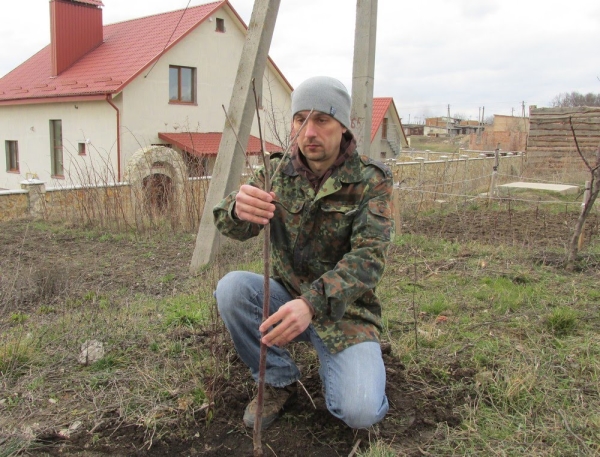 La plantation de cerisiers en automne présente plus d'avantages que le printemps.