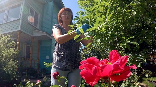 Traiter les arbres pour lutter contre les pucerons