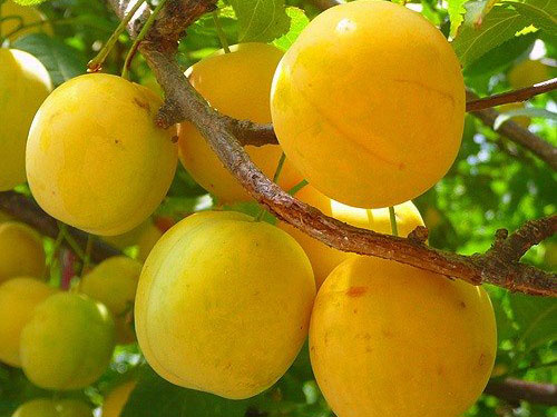 Μέλι ποικιλία Plum