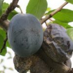 Monilioz sur les fruits de prune