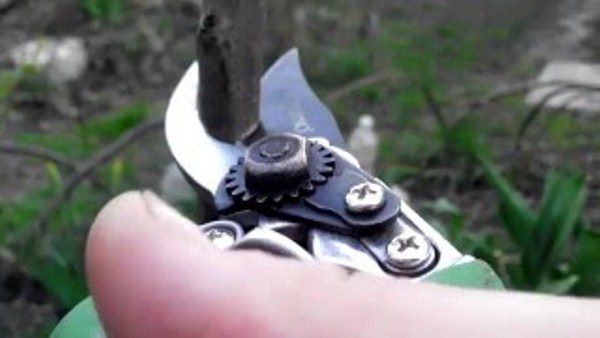 Taille de cerise douce