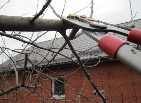 Taille appropriée au printemps et à l’automne: schéma et recommandations