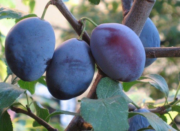Les prunes sont oblongues