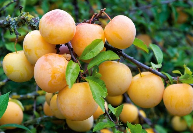 Yellow plum