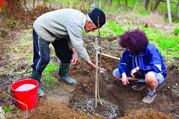 Pour la plantation de variétés de prunes, Ural Red a besoin d’un sol neutre, au sud du site.