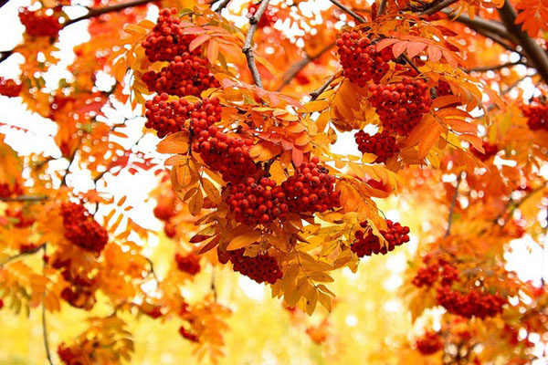 Kırmızı Rowan Karpuzu Hasat