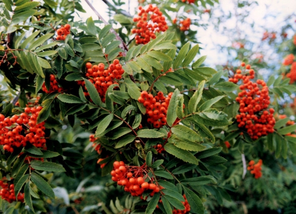  Useful properties and contraindications of ordinary red rowan for the human body
