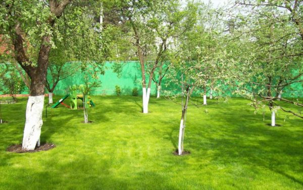 Поставянето на плодни дървета в градината