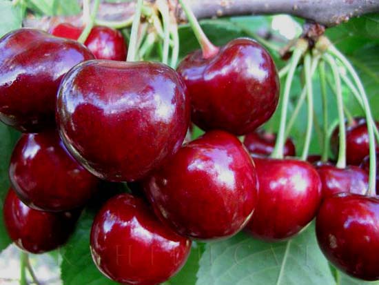 Cerises baies sur un buisson