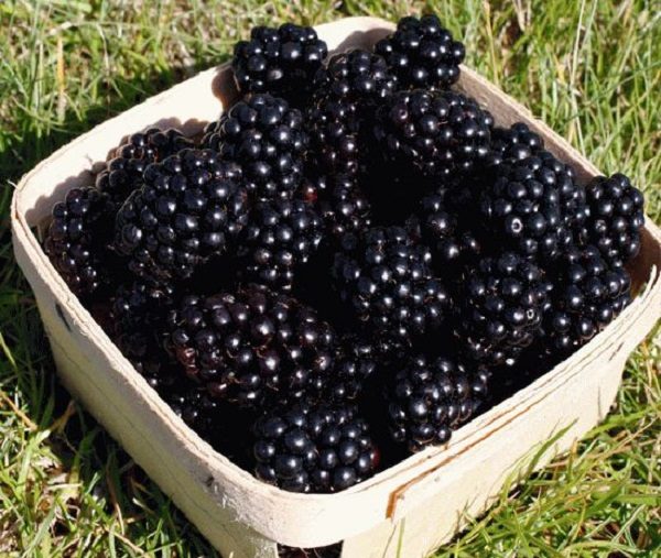 Ripe Blackberries Tornfrey