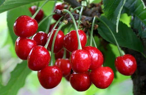 Veda aux cerises douces
