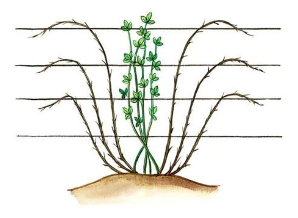 Blackberry Fan форма