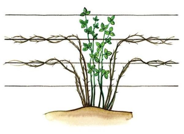 Схема за формиране на къпина с въжета