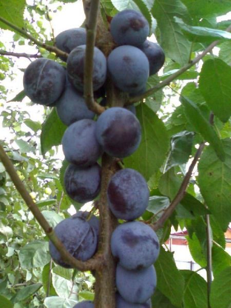 Prune Renklod Michurinsky